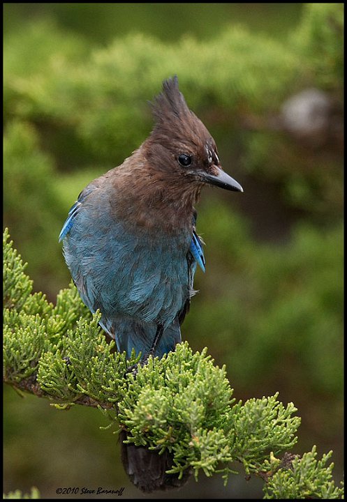 _0SB4655 juvenile stellers jay.jpg
